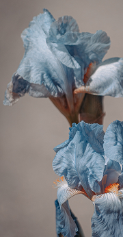 flower3